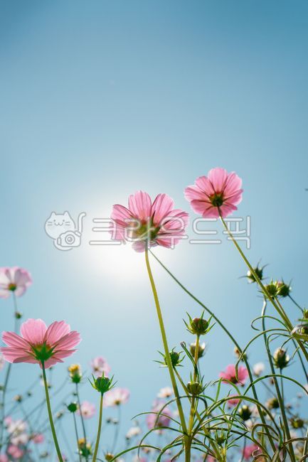 flower,꽃,꽃잎,코스모스,가을하늘,가을,자연,풍경