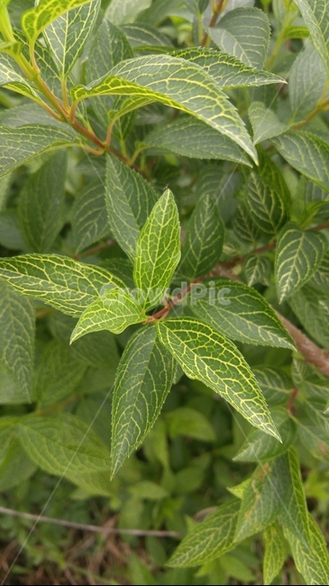 leaf,jar,식물,plant,pottedplant,pottery