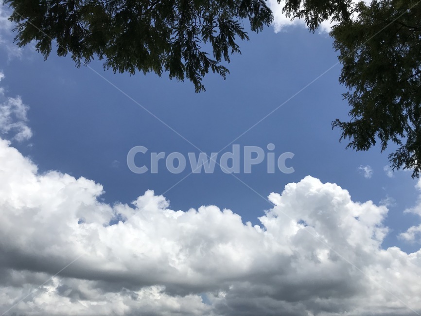 하늘,여름,구름,나무,summer,sky,tree,blue,white,shadow