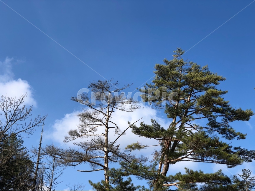 하늘,나무,구름,소나무,맑음