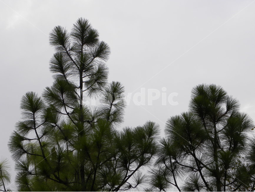 침엽수,소나무,나무,흐린날,pine,needleleaftree,식물,자연,plants,nature,나무,trees,wood