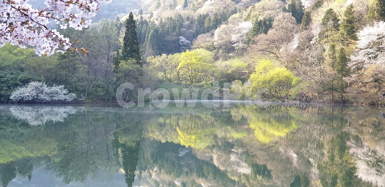 세량지,벗꽃,봄풍경,호수,자연,자연,풍경,nature,landscape,water,물,outdoors,옥외,tree,나무,plant,식물