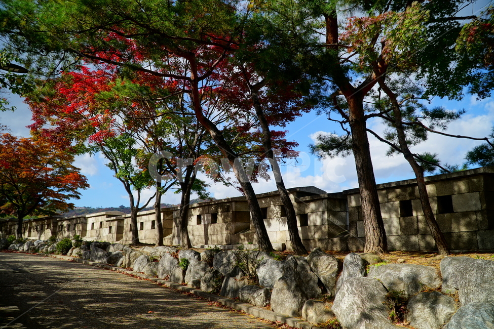 한양도성,한양도성길,순성,순성길,한양도성순성,가을,단풍,나무,성벽,자연,한국,한국적인,서울,코리아,seoul,korea,한국문화,한국전통,전통,문화,전통문화,문화재,유적,유적지,한국문화재,조선,조선왕조,풍경,landscape,autumn,fall,tree,castle,캐슬,하늘,구름,sky,cloud,한국자연,nature,경치,가을,계절,fall,autumn,season,한국전통,한국문화,korean traditional,korean culture,건축물,건물외관,exterior,building,structure,architecture,construction,plant,식물