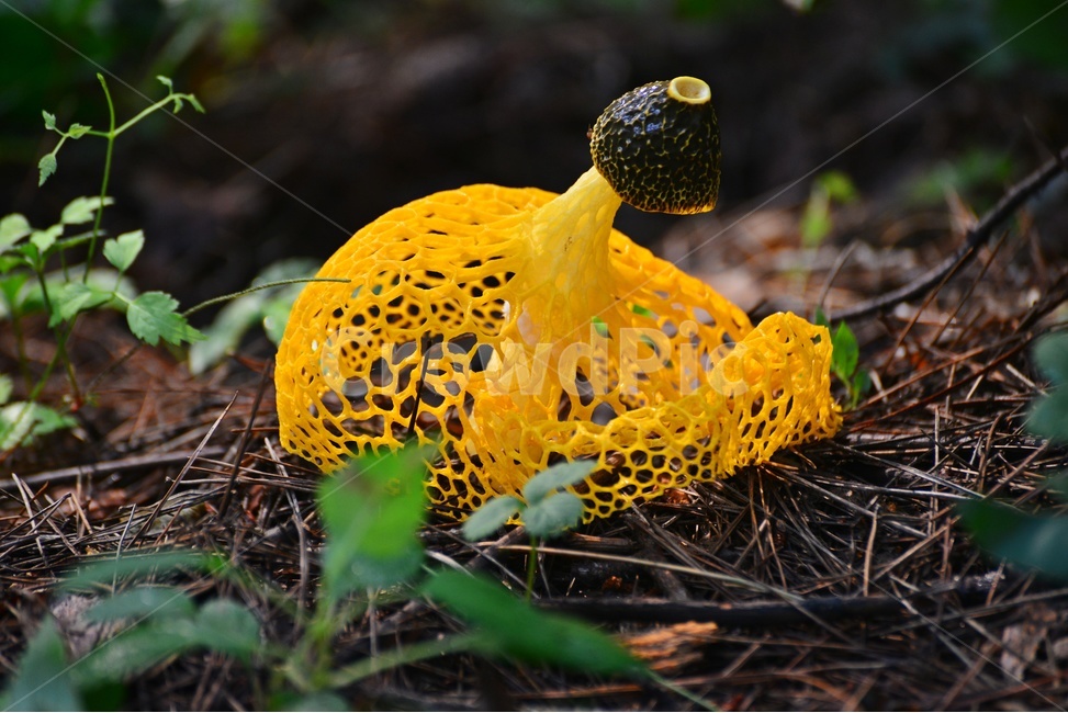 plant,식물,fungus,진균류,버섯,망태,망태버섯,노랑,노랑망태버섯,독버섯,여름,계절,습지,포자,자연,버섯,mushroom
