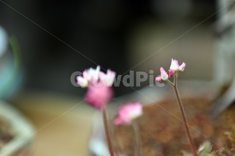 식물,꽃,감성사진,자연,flower,꽃사진,봄,봄꽃,계절,감성,4월,spring,힐링,자연풍경,풍경,봄,계절,spring,season,식물,자연,plants,nature,꽃,flower,plant