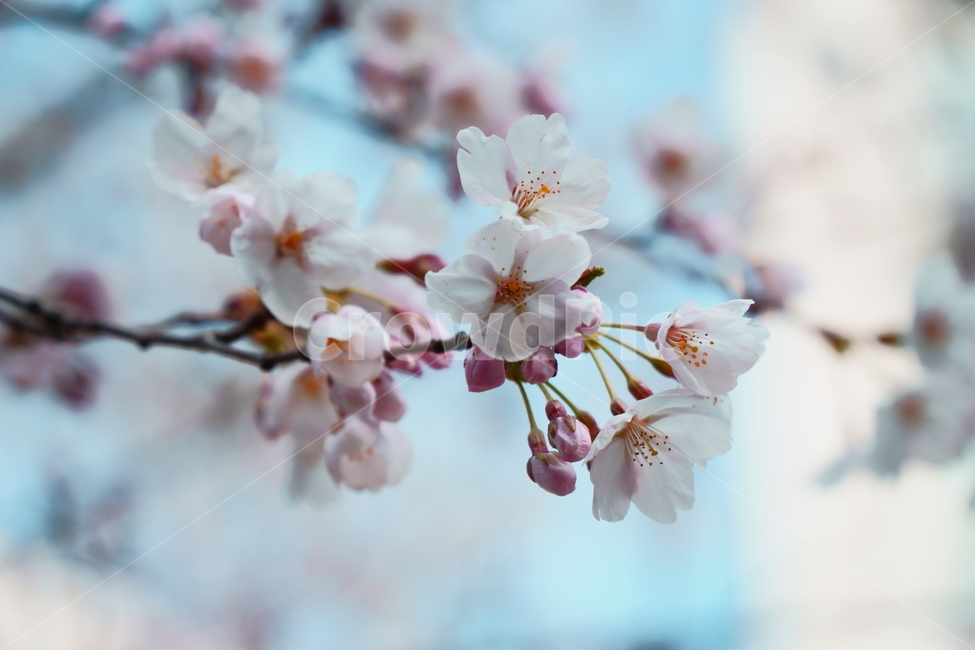 벚꽃,봄,blossom,flower,식물,꽃,plant,spring,식물,자연,plants,nature,꽃,flower
