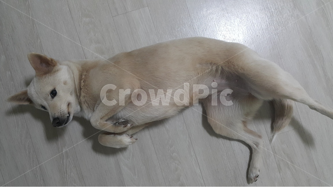 애완견,강아지,dog,petdog,진도개,pet,jindodog,koeradog,한국개,펫독,동물,animal,포유류,mammal,개,강아지,dog,doggy