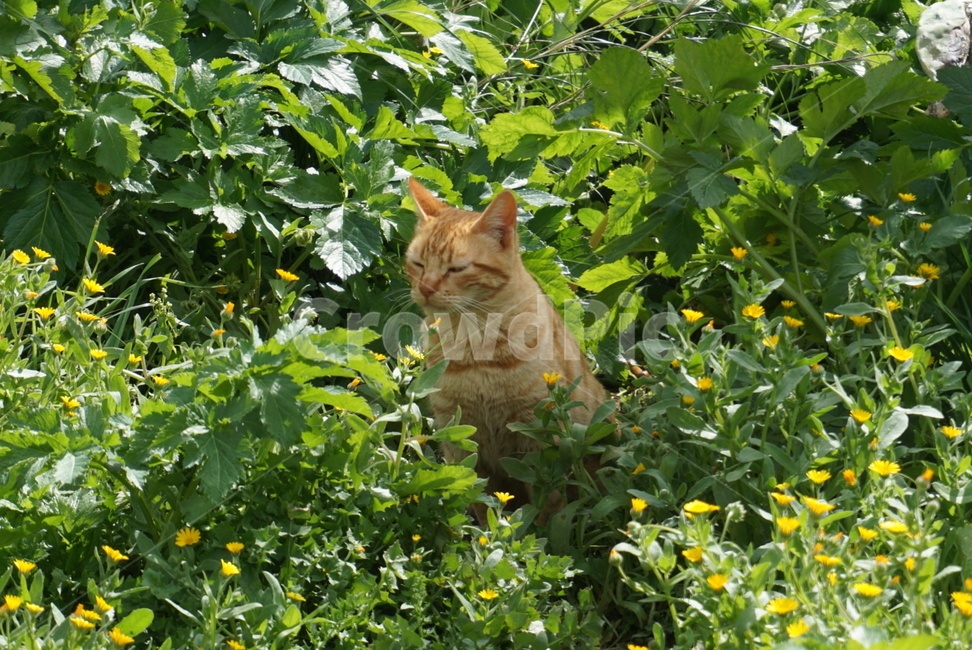 고양이,길고양이,나른한오후,노란꽃,들꽃,동물,animal,포유류,mammal,고양이,cat,kitten,kitty