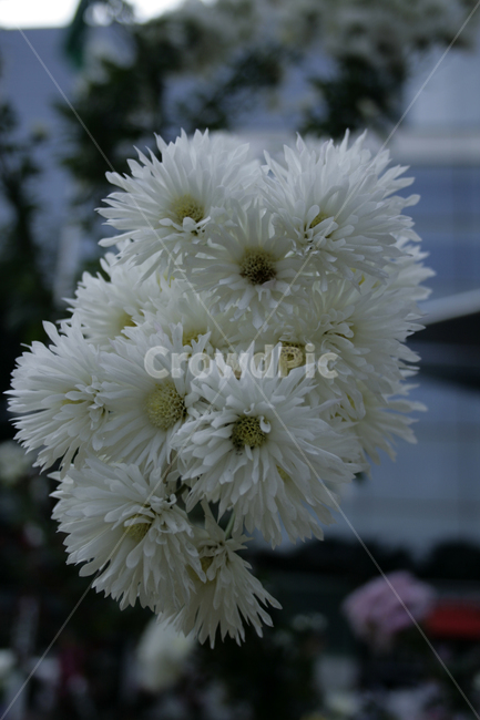 국화,꽃,가을,flower,식물,식물,자연,plants,nature,꽃,flower