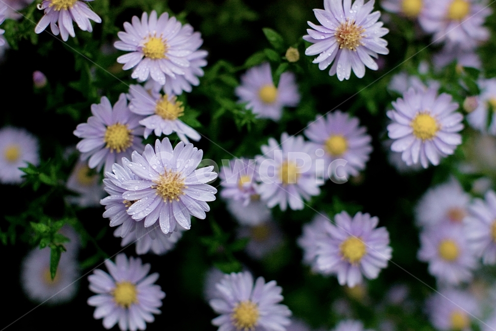 daisies,데이지,daisy,flower,꽃,blossom,식물,plant,식물,자연,plants,nature,꽃,flower
