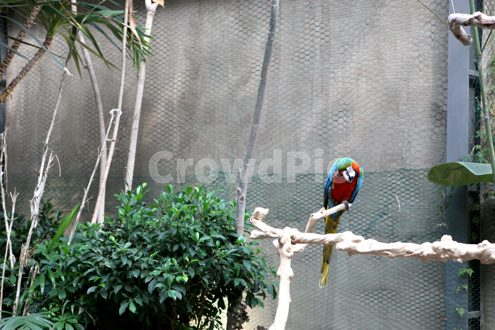 동물원,앵무새,새,구관조,알록달록,zoo,동물,animal,조류,새,birds