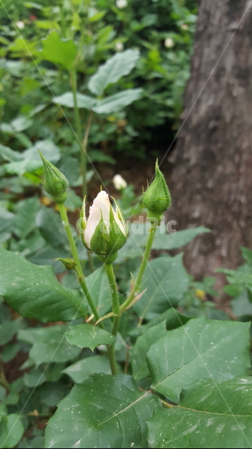 봉우리,초록이,힐링,꽃,자연,숲,장미,식물,자연,plants,nature,꽃,flower