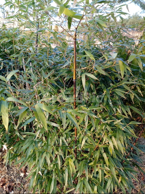 식물,자연,잎,plant,leaf,bamboo,상록성식물,대나무잎,식물,자연,plants,nature