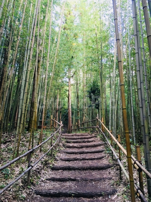 대나무,길,숲,송광사,직선,나무,자연,풍경,계단,자연,풍경,nature,landscape,식물,plants,나무,trees,wood,한국자연풍경,한국자연경관,korea nature landscape,plant