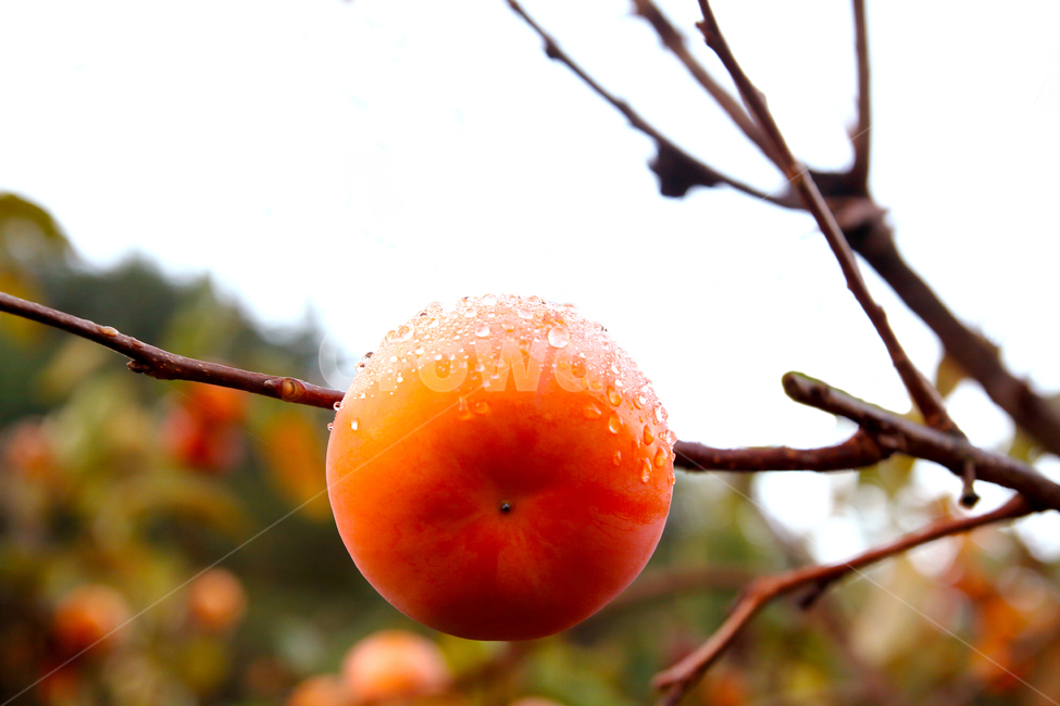감,단감,과일,감나무,열매,이슬,식물,자연,plants,nature,과일,열매,fruit