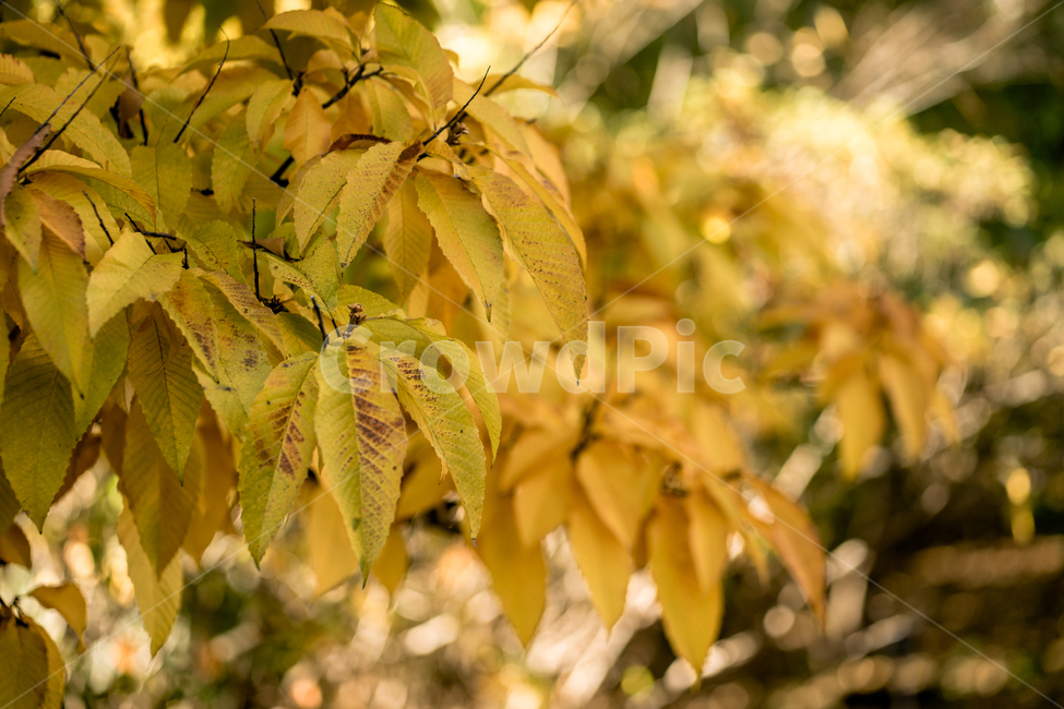 가을,낙엽,노랑,햇빛,빈티지,햇살,단풍,도토리나무,나무,가을,계절,fall,autumn,season,식물,자연,plants,nature,leaf,잎,plant