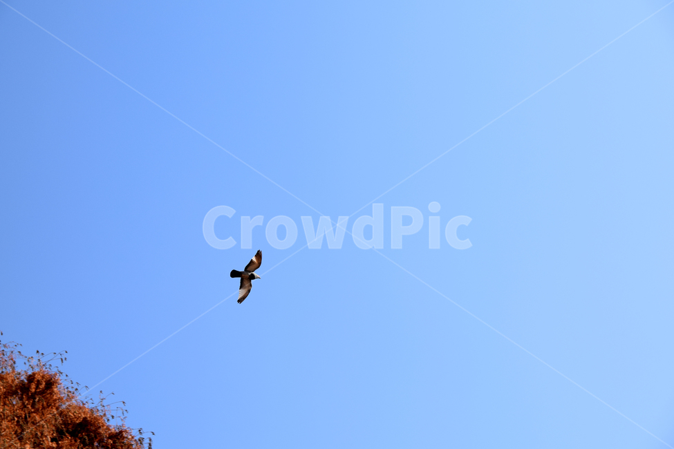 비둘기,새,파란하늘,나무,갈색나무,비상,단풍든나무,dove,tree