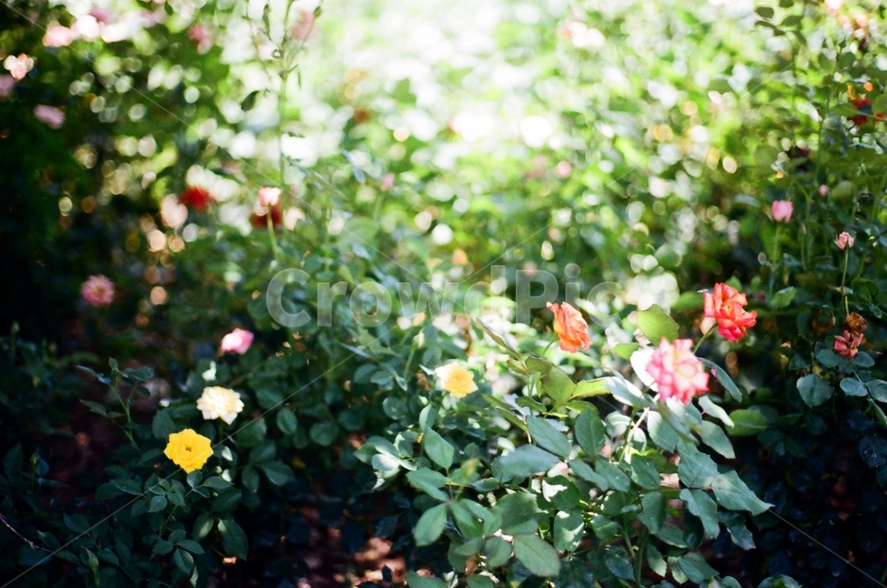꽃,장미,정원,garden,rose