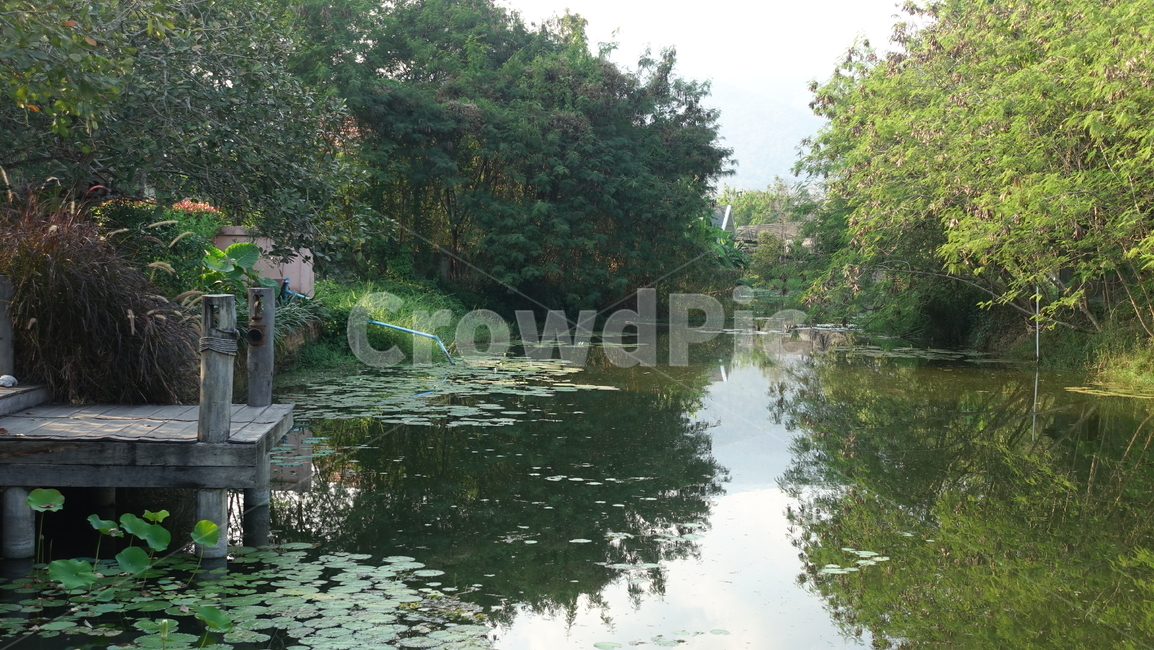 수련,물,호수,outdoor,water,nature,자연,옥외