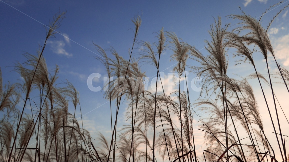 갈대,reed,grass,잔디,식물,plant,가을,가을,계절,fall,autumn,season,식물,자연,plants,nature