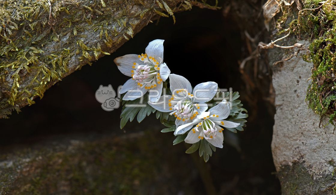 spring,spring flowers,wildflowers,White,rock crevice,wind flower,plant,windflower,weathering,flower