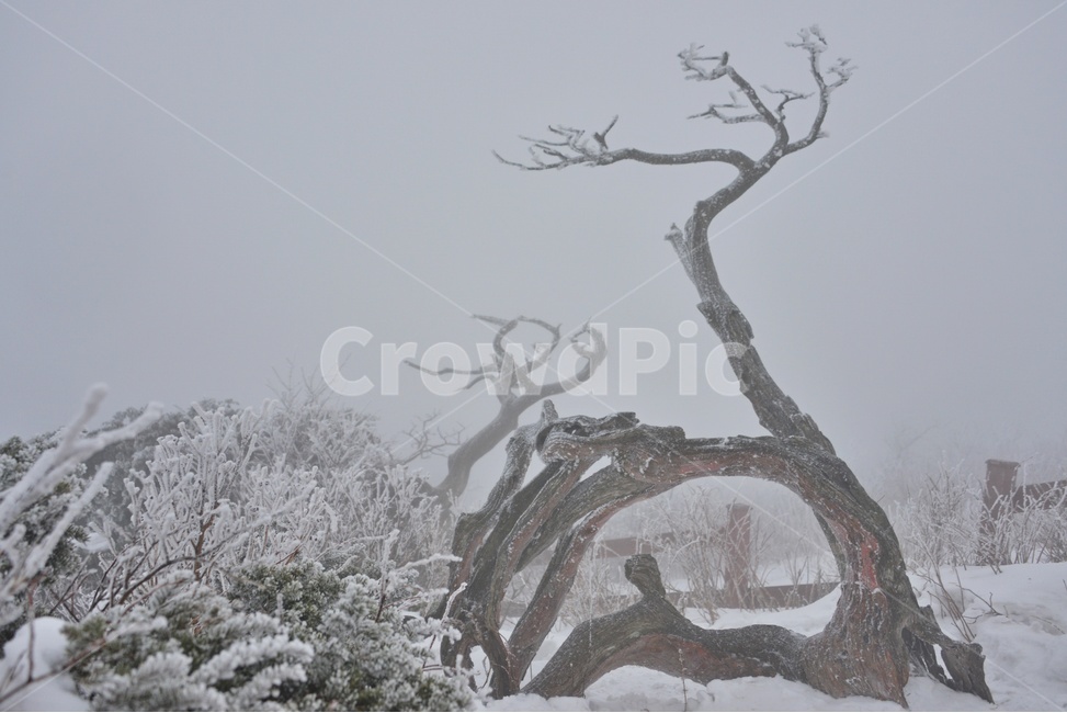 plant,식물,tree,나무,outdoors,옥외,nature,자연,storm,폭풍,blizzard,눈보라,winter,겨울,snow,눈,강원도,태백산,태백산설경,계절,태백산고사목