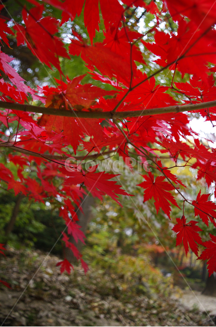 길,가을,fall,나무,식물,plant,단풍,잎,가을,계절,fall,autumn,season,leaf,tree