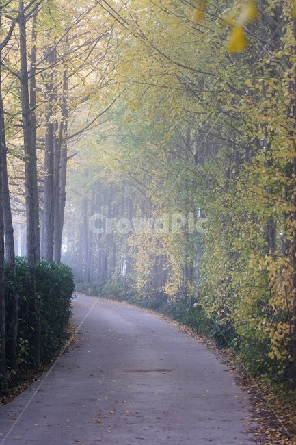 가을,은행나무,단풍,낙엽,나무,자연,식물,풍경,안개,자연풍경,감성,nature,fall,autumn,trees,yellow,은행나무길,green,가을,계절,fall,autumn,season,tree,plant