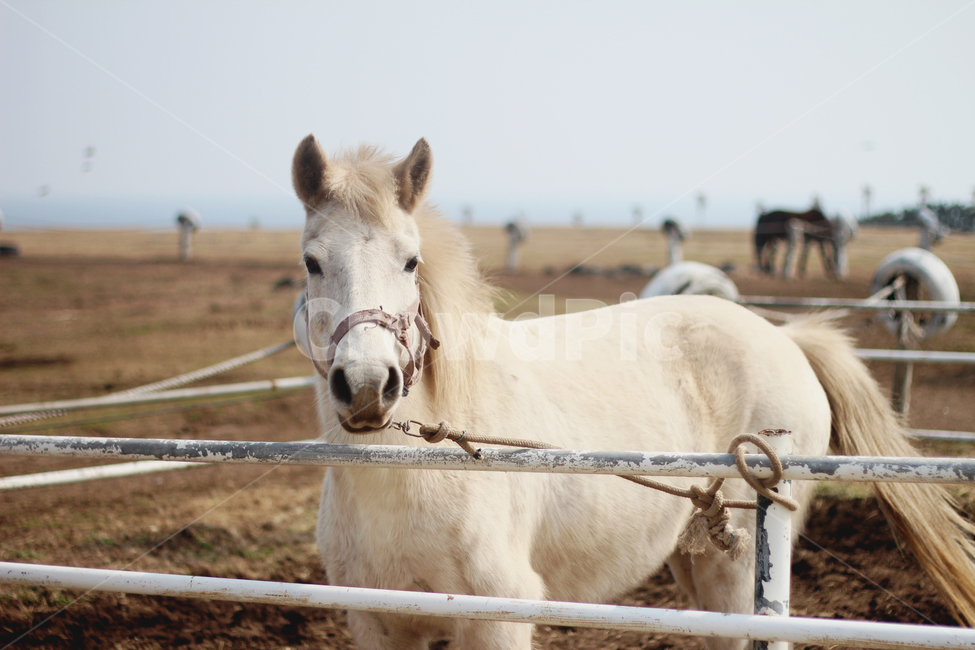 제주도,말,백마,동물,조랑말,동물,animal,포유류,mammal,산업,industry,industrial,목축업,목장,livestock farming,ranching,pasture