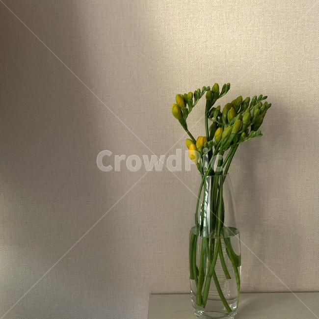 꽃,식물,flower,장식,프리지아
