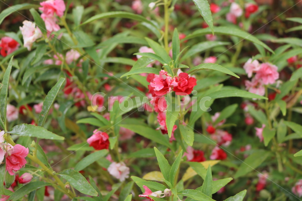 꽃,봉숭아,식물,핑크,flower,식물,자연,plants,nature,꽃,flower