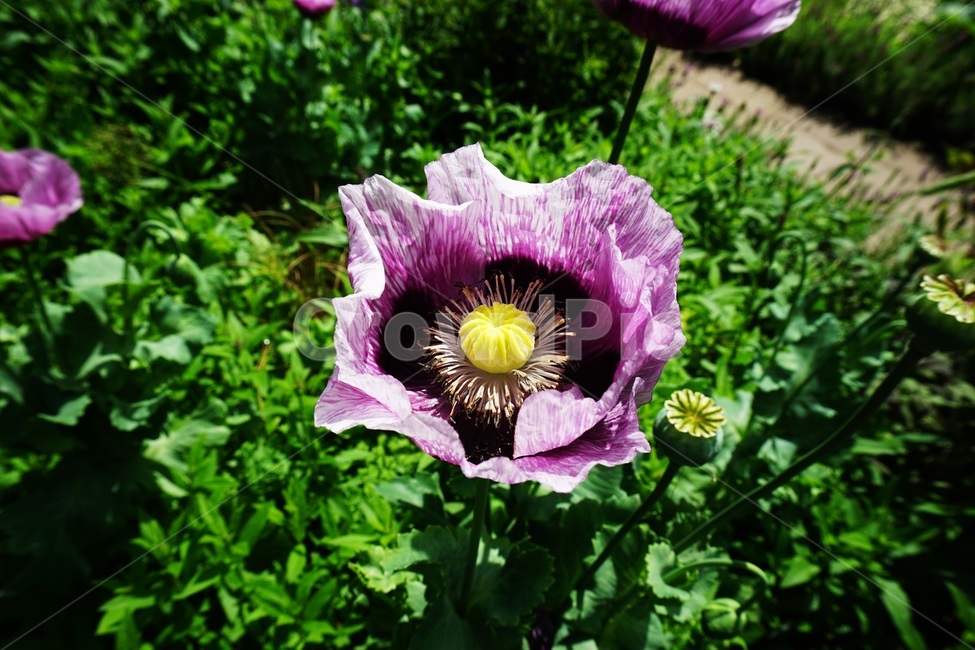plant,식물,flower,꽃,blossom,보라꽃,꽃술,꽃가루