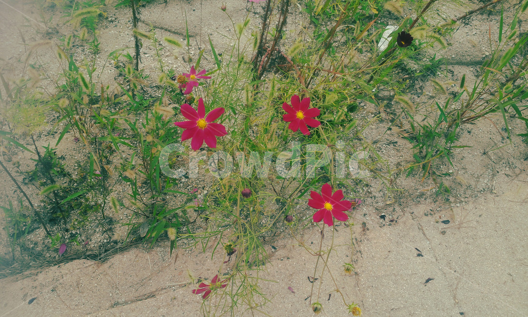 가을,꽃,코스모스,가을꽃,들꽃,보라,보라색,분홍,분홍색,핑크,풀,길,빨강,감성,색채,색감,색상,가을,계절,fall,autumn,season,식물,자연,plants,nature,꽃,flower,ground,바닥,plant