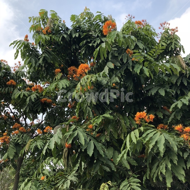 푸른,하늘,초록색,나무,꽃,주황색,식물,자연,plants,nature,꽃,flower