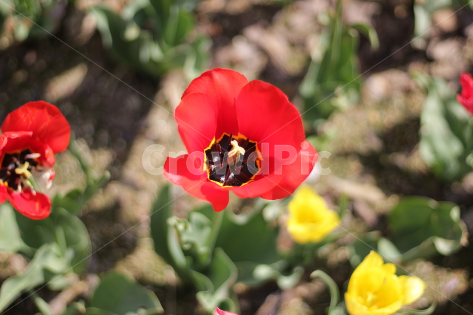 꽃,봄,튤립,빨간색,축제,나들이,봄꽃,가족,주말,여유,휴식,사랑,봄,계절,spring,season,식물,자연,plants,nature,꽃,flower,plant