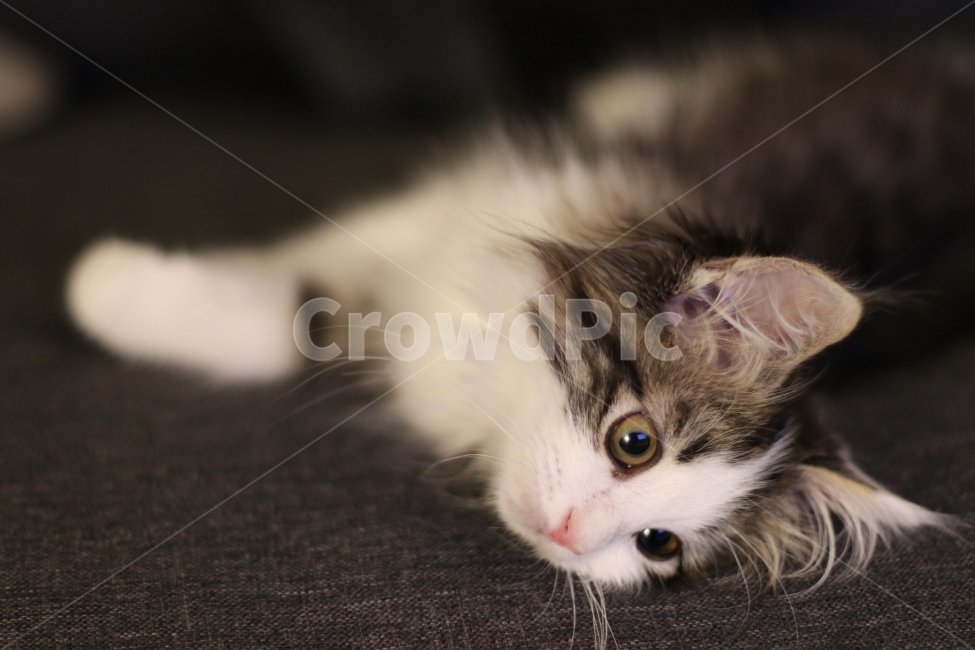 고양이,아기고양이,반려동물,냥이,애완동물,노르웨이숲,동물,animal,포유류,mammal,고양이,cat,kitten,kitty