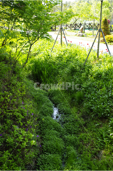 초록,나무,숲,자연,식물,풍경,color,자연,풍경,nature,landscape