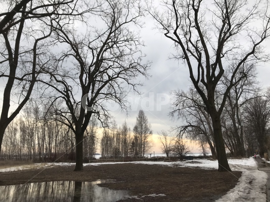 토론토아일랜드,토론토,선셋,노을,해질녘,겨울,계절,winter,season,자연,풍경,nature,landscape,tree,나무,plant,식물,tree trunk,나무 줄기