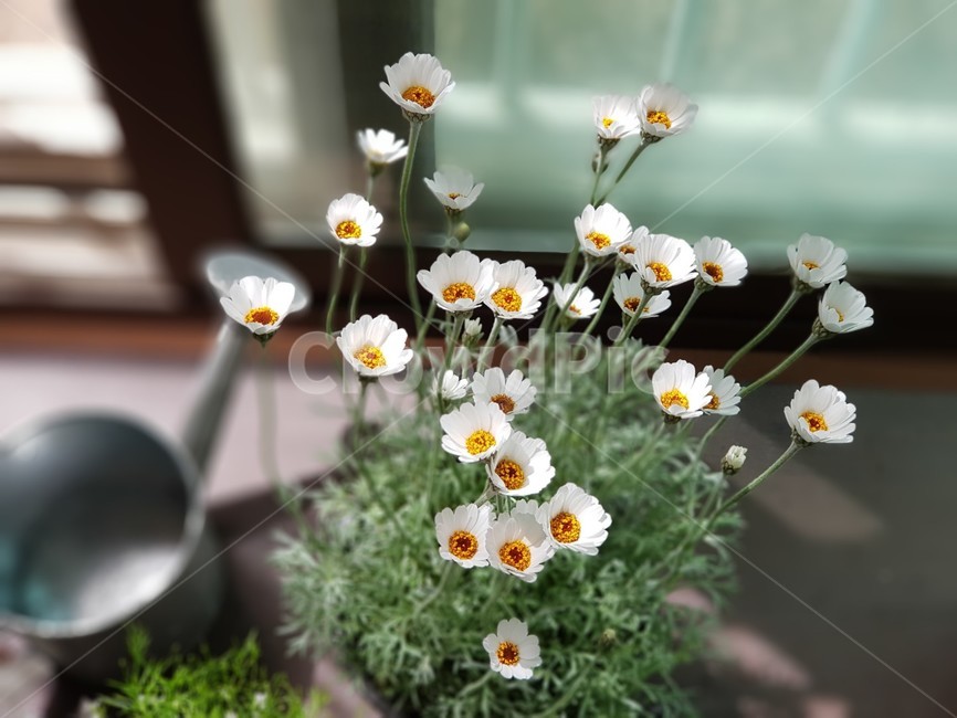 봄,식물,조경,데이지,꽃,식물,자연,plants,nature,꽃,flower