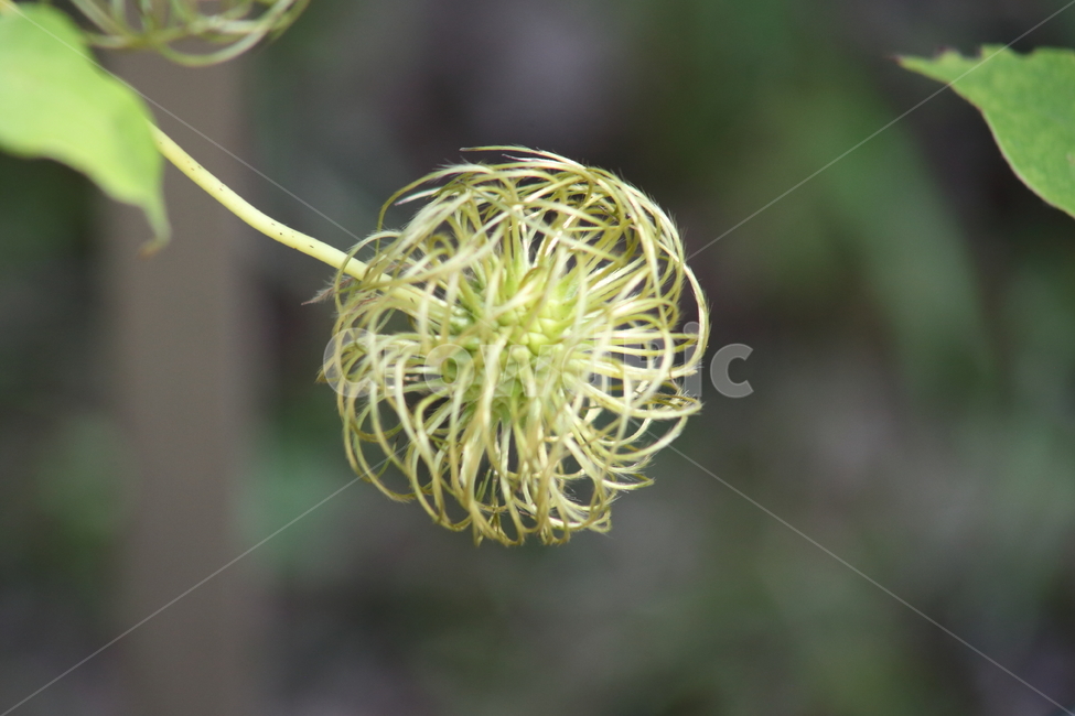 큰꽃으아리,으아리,종자,번식,bigflowerclematis