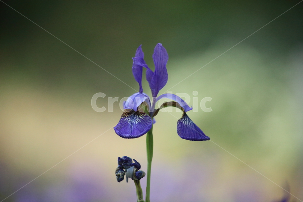 붓꽃,창포,계손,lesiris,irisnertschinskia