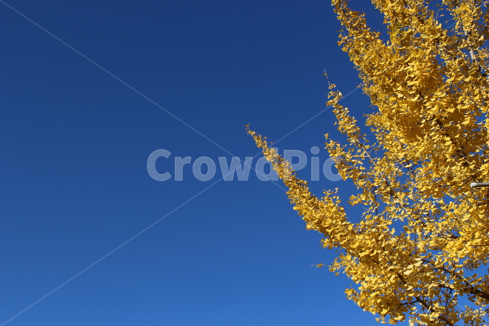 가을,은행나무,노란색,하늘,노란,가을,계절,fall,autumn,season,tree,나무,plant,식물