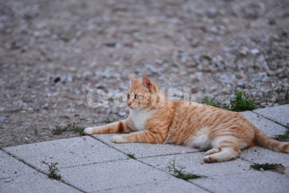 고양이,길고양이,길냥이,반려동물,동물,노랑이,야옹이,귀여운,줄무늬,포유류,animal,cat