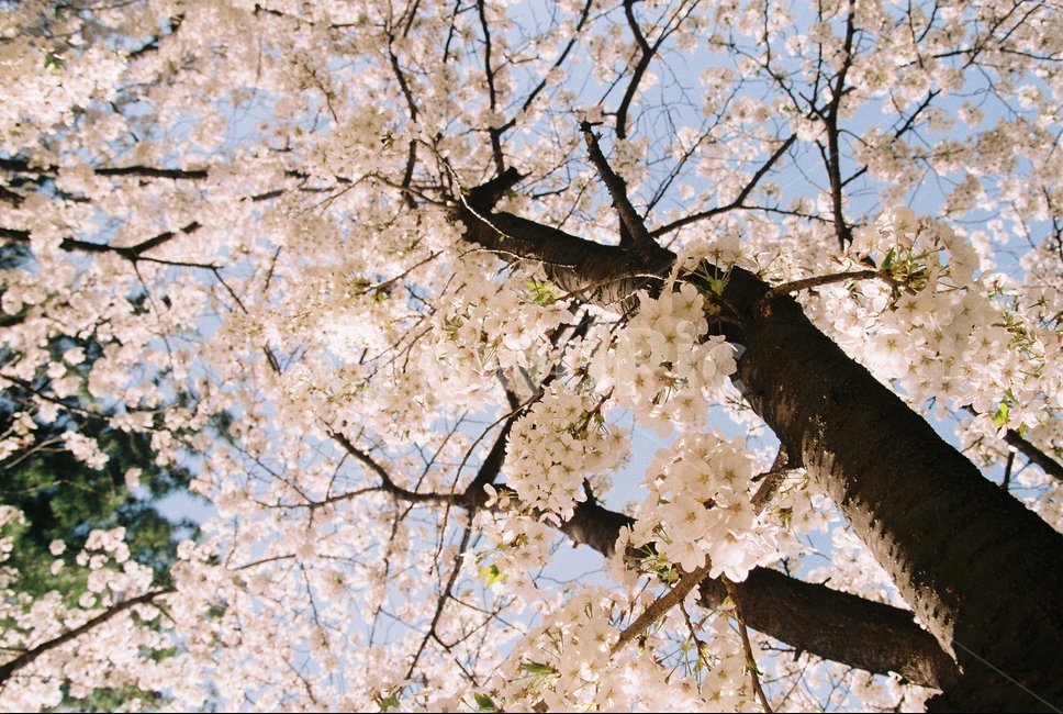 벚꽃,봄,cherryblossom,spirng,나무,하늘,tree,sky
