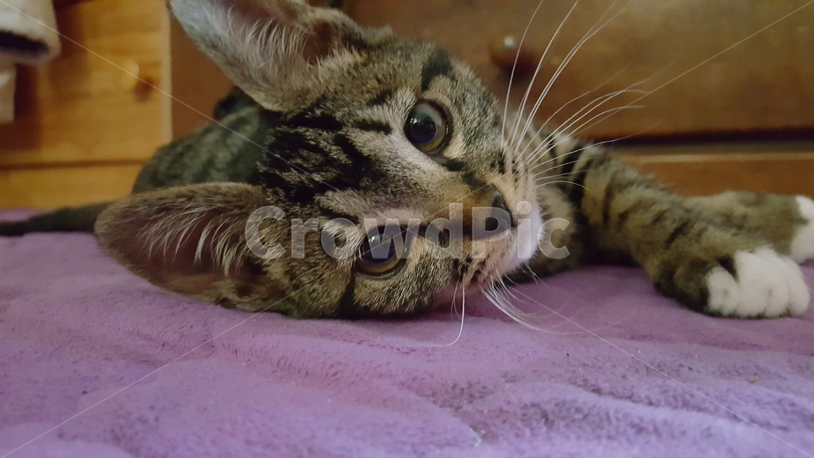 고양이,동물,낮잠,애완,가족