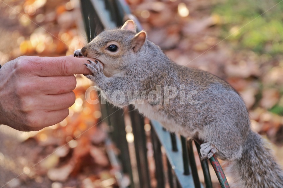 야생,공원,청설모,squirrel,다람쥐,asiaticchipmunk,야생동물,wild,wildlife,동물,animal,동물,animal,포유류,mammal