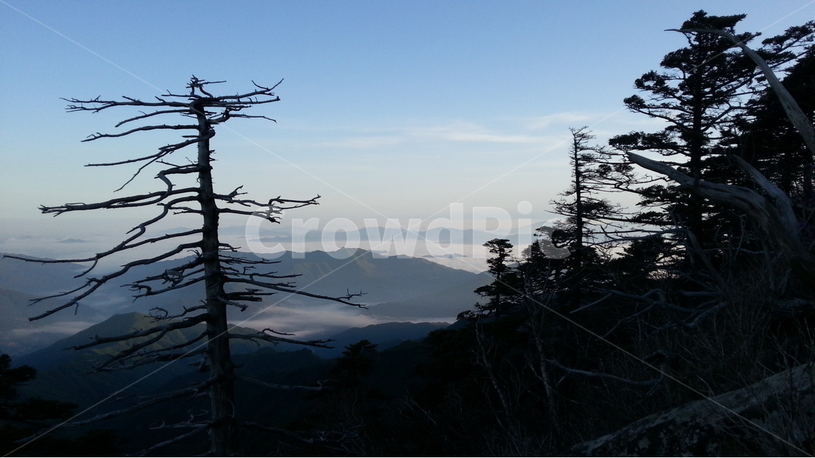 지리산,통천문,운해,고사목,지리능선,자연,풍경,nature,landscape,한국자연풍경,한국자연경관,korea nature landscape,plant,식물,tree,나무,outdoors,옥외