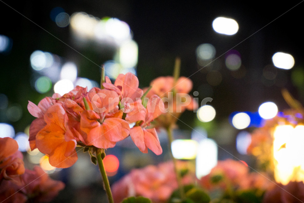 꽃,flower,근접샷,빨간꽃,조명,식물,자연,plants,nature,꽃,flower