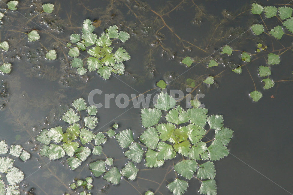 nature,자연,water,물,plant,식물,식물,자연,plants,nature