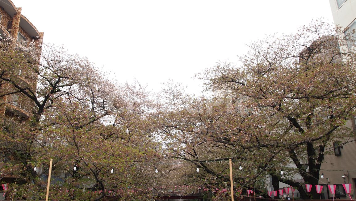벚꽃,도쿄,일본,사쿠라,공원,tokyo,japan